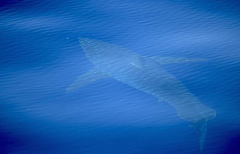The great white shark that the team spotted.