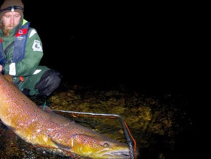 A genetic variation that allows salmon to spend four years at sea and reach 20 kilograms in weight is disappearing among Atlantic salmon in Finland.