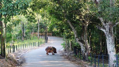 A hippo wanders down the road of Pablo Escobar's Hacienda Napoles; December 2017.