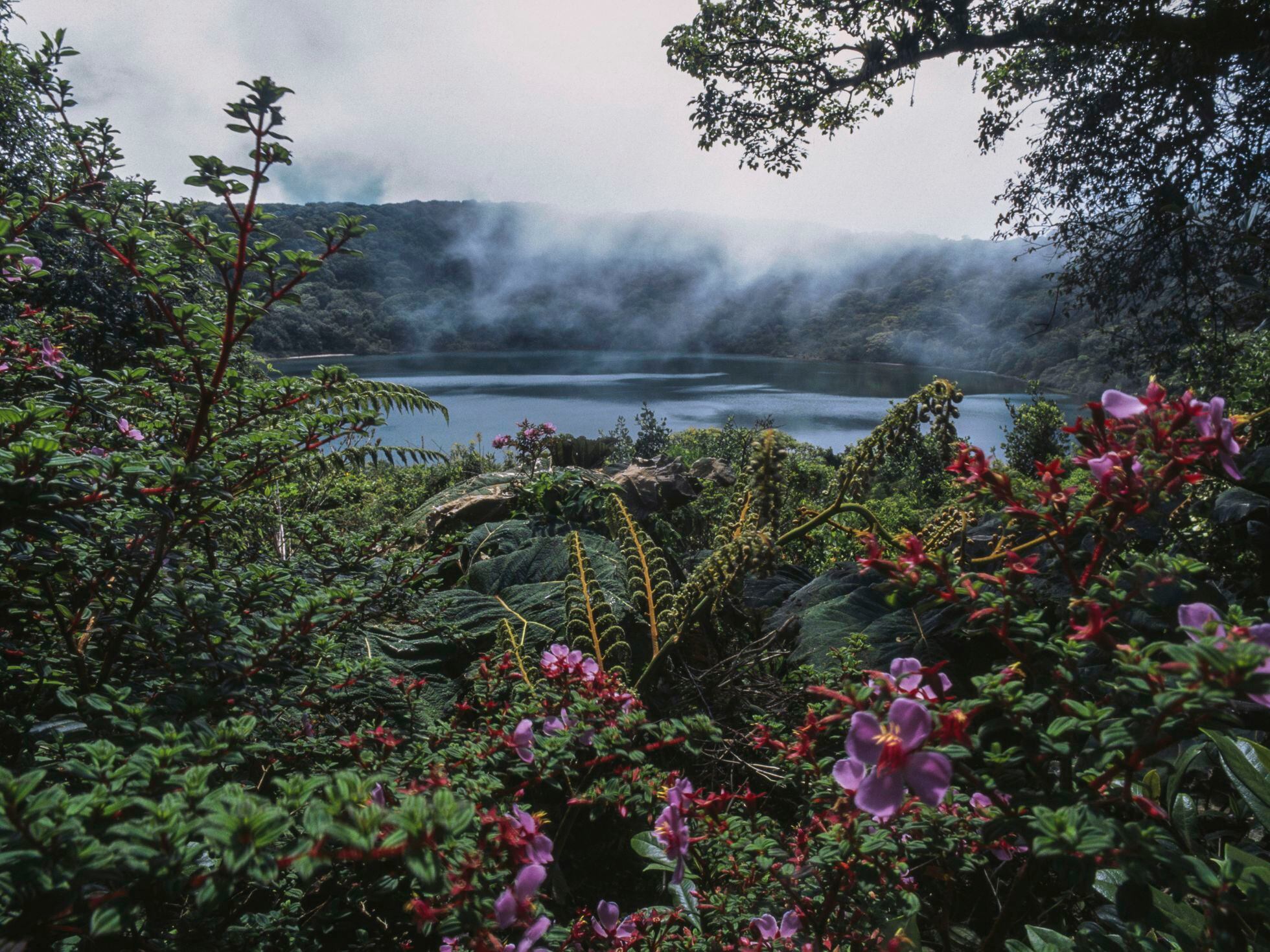 Forest, Water, and Struggle: Environmental Movements in Costa Rica