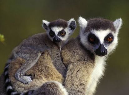 Lémuriens à queue annelée à Madagascar. 