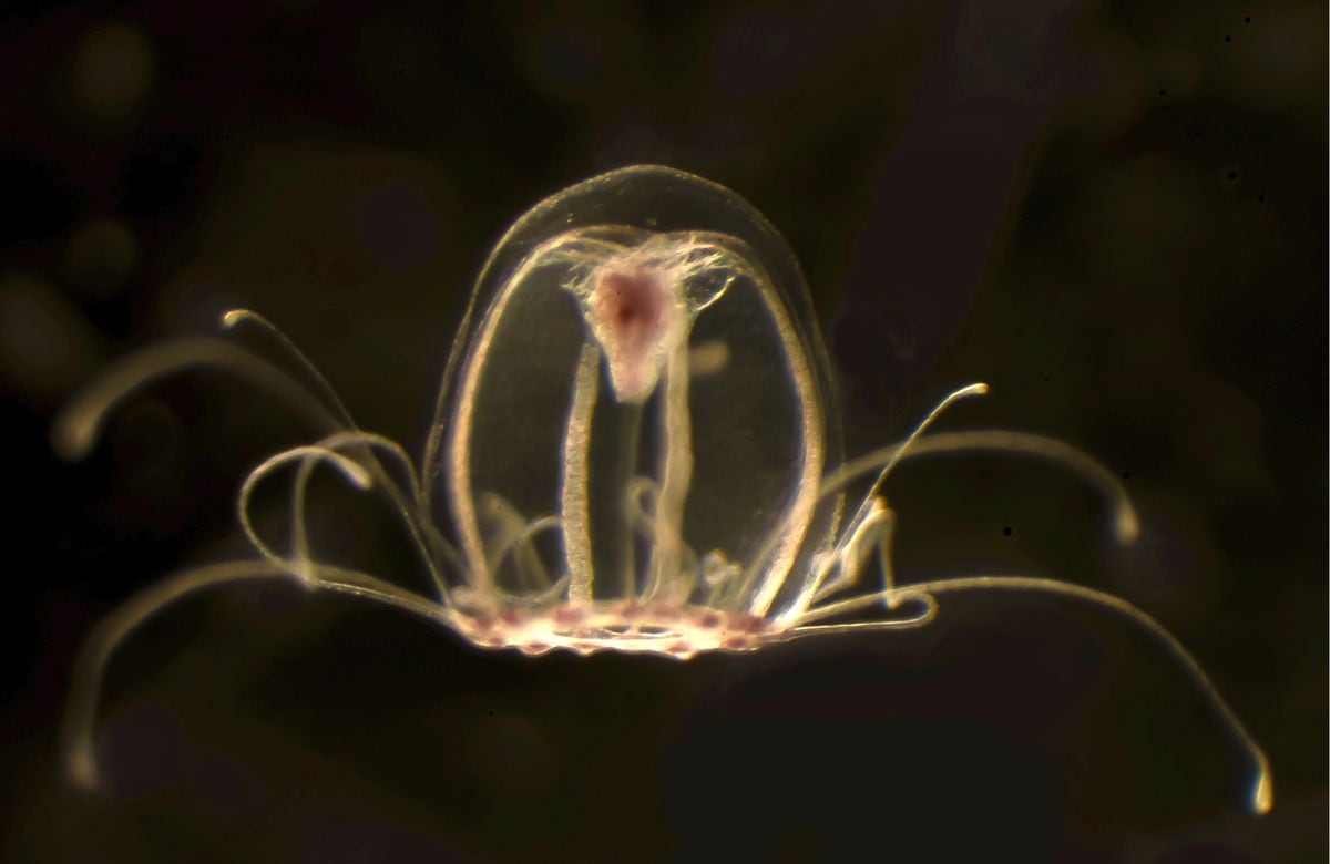 The immortal jellyfish reveals its secrets for eternal life, Science