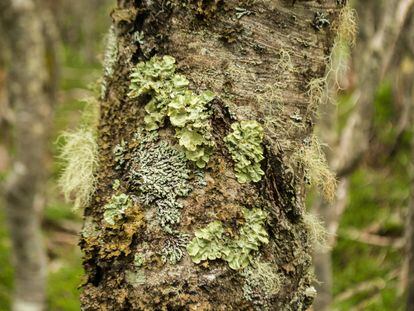 A holobiont is an entity formed by the association of different species. Lichens are a classic example of symbiosis, being formed by algae and/or cyanobacteria that inhabit a fungus.