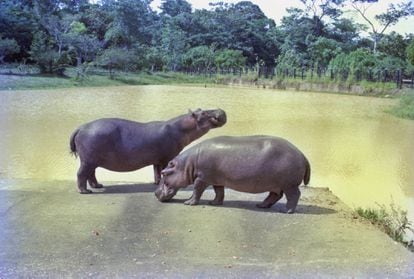 The first two hippos to arrive at Hacienda Nápoles, in 198