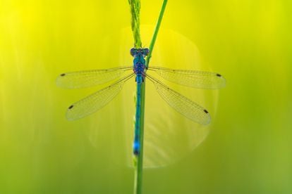 A damselfly (genus ‘Lestes’) rests on a twig. They are different from dragonflies in that they can fold their wings over their abdomens. 
