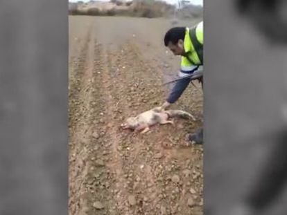 The 35-year-old man is seen in a video that was spread via social media flinging the animal through the air and stamping on its head