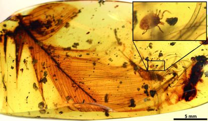 The feather fossilized in the amber and, above, a close up of the tick.