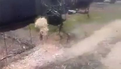 Hunters shooting at a fox released from a cage.