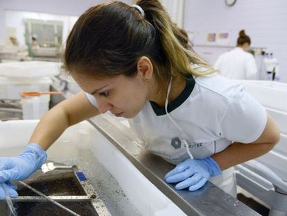 A specialist examines the virus in a laboratory in Campinas, Brazil.