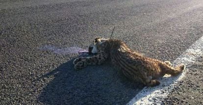 An Iberian lynx killed this month in Huelva province.