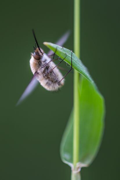 A Bombylius bee-fly warms up to take flight by moving its wings rapidly for a few seconds.