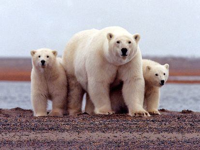 A polar bear keeps close to her young along the Beaufort Sea coast in Alaska. March 6, 2007.