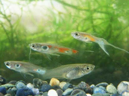 Three wild male guppies with diverse body colors and a larger female guppy below.