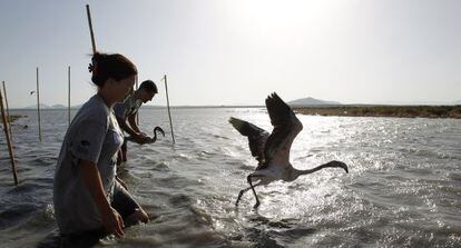 Flamingos being ringed in Laguna de Fuente de Piedra, M&aacute;laga. 
