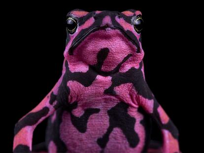 A Hoogmoed Harlequin toad of the Guyana forest.
