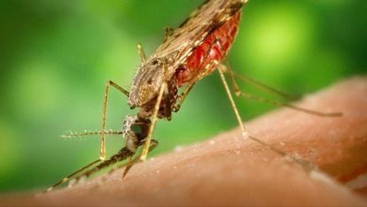 Mosquito-borne diseases: Yes, mosquitoes really do like you better, and  here's why | Spain | EL PAÍS English Edition