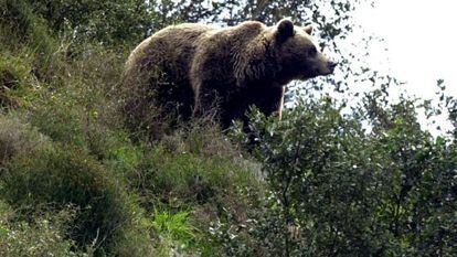 One of Spain&#039;s brown bears