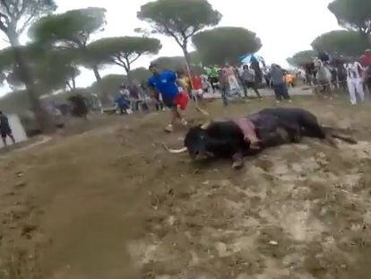 Video: The bull was speared 20 minutes after its release.