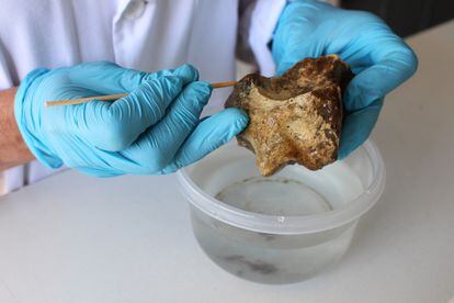 The conservation treatment of the bone remains found in Quintero.