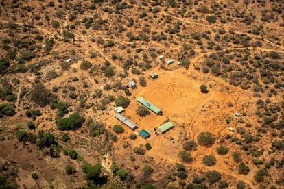 Locust plagues in Kenya