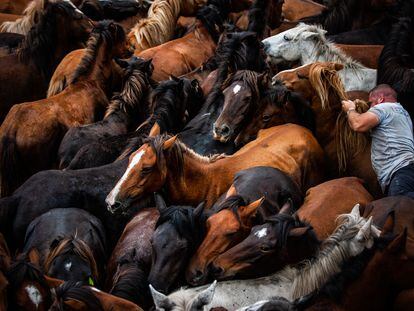 A traditional ‘Rapa das bestas,’ when horses living free on Galicia's mountain slopes are rounded up and branded.