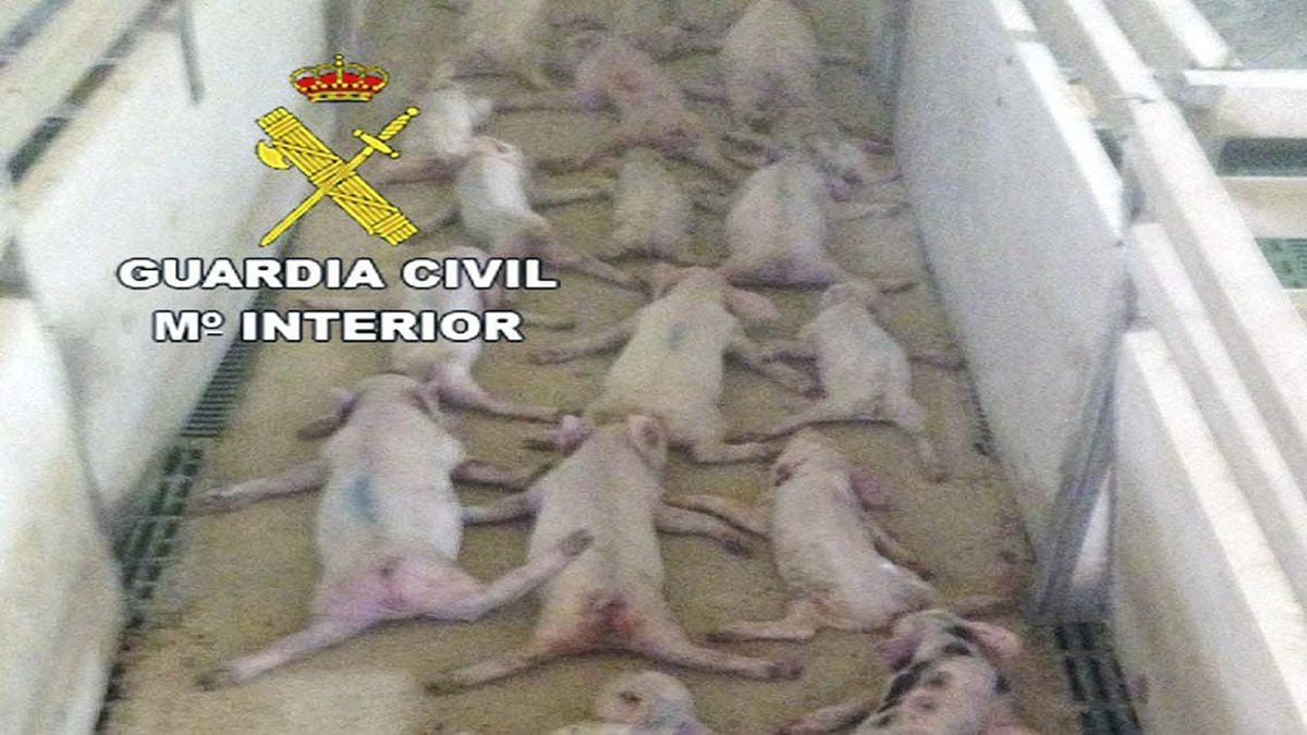 Animal cruelty in Spain: Youths film themselves crushing 72 piglets to  death in Almería | Spain | EL PAÍS English Edition