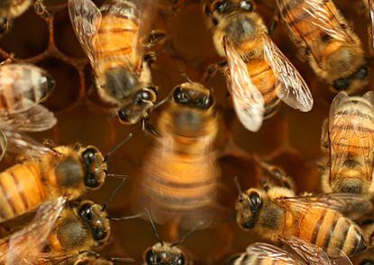 To inform others of the location of a new source of food, bees perform a series of movements that precisely convey the distance, position and even the quality of the find.