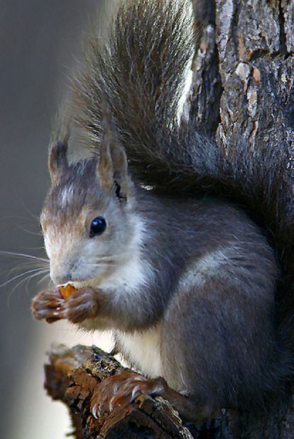 Farmers in Mariola are concerned over the large numbers of squirrels in the Alicante area, and the damage they are causing.