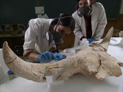 Researchers analyzing skulls found at archeological sites in Pinilla del Valle, Madrid.