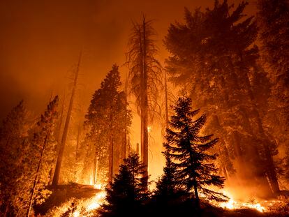 The Windy Fire blazes through the Long Meadow Grove of giant sequoia trees in Sequoia National Forest on September 21, 2021 near California Hot Springs, California.