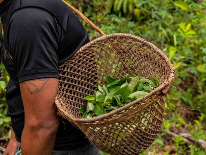 A coca leaf picker in the Amazon.