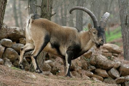 Mountain goats in Spain have experienced declining horn size over the past few decades, as have other bovine species such as mouflon mountain goats in the Rocky Mountains of North America, and the chamois in the European Alps. 