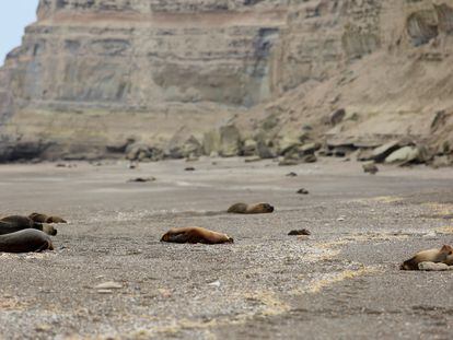 Sea lions — some dead — lie on the beach of Punta Bermeja, in Argentine Patagonia, on August 28, 2023.