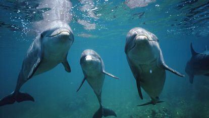 Bottlenose dolphins could use their seventh sense to orient themselves by following the Earth’s magnetic field.