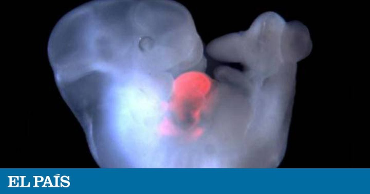 A Human-Monkey Embryo Has Been Created by Scientists, Nature and Wildlife