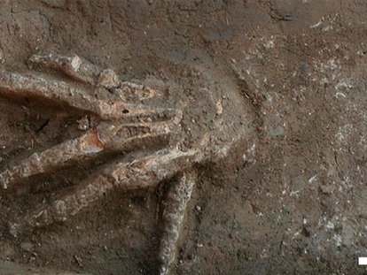 One of the severed hands found in Avaris, northern Egypt.