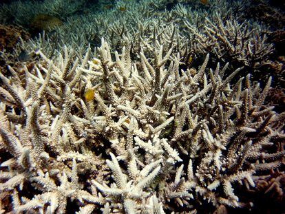 Climate change can trigger the breakdown of symbiotic relationships, as happens with coral bleaching, which occurs when these animals lose their symbiont microalgae.