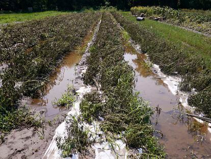 Flood waters remain on the destroyed fields at the Intervale Community Farm after flooding and rain, July 17, 2023, in Burlington, Vt.