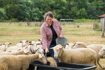 A woman feeds sheep on a farm.