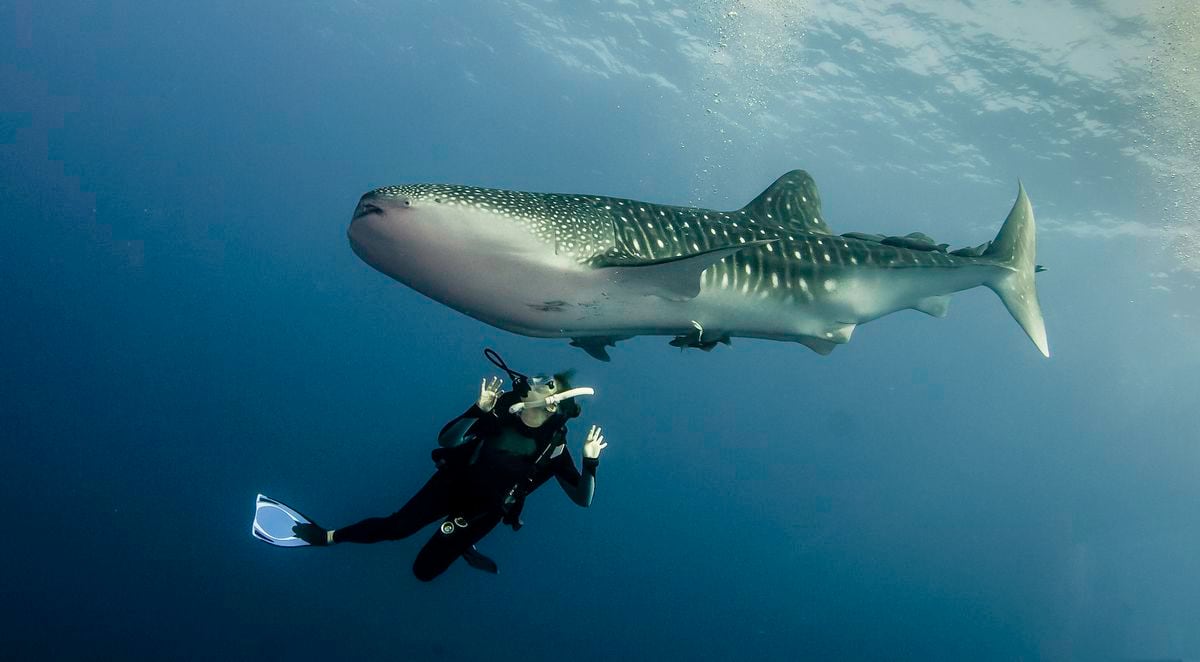 Misguided ecotourism may lead to changes in whale shark behavior ...