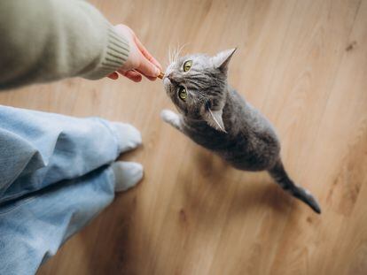 A cat receiving a treat.