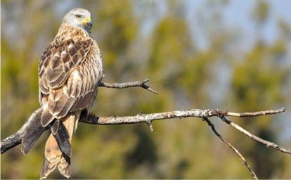 Red kite photographed by Fabrizio Sergio, researcher at the Doñana Biolgoical Station.