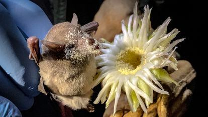 A Mexican long-tongued bat was recently found in downtown Mexico City.