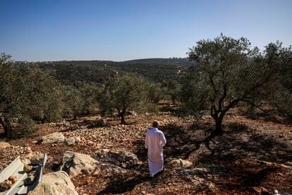 Jamal Mustafá Abu Salimé walks through his olive groves in Salfit.