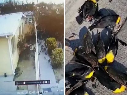 Footage of the birds falling from the sky, as caught on a police camera.