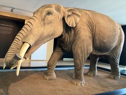 Recreation of the 'Gomphotherium angustidens' primitive elephant species on display at Spain's Castilla-La Mancha Paleontological Museum.