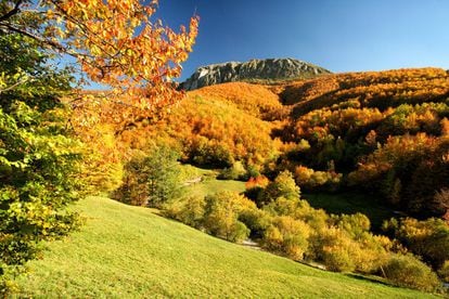 The slopes that lead down to the River Narcea are home to one of the biggest and healthiest deciduous forests in Spain, providing rich, nutritious food for the brown bears that live in the vicinity.