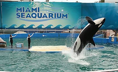 Lolita, la orca y la atracción estrella del Miami Seaquarium