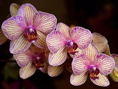 This hybrid of two orchid species from the genus 'Phalaenopsis' produces lavender and cream flowers reminiscent of candy.