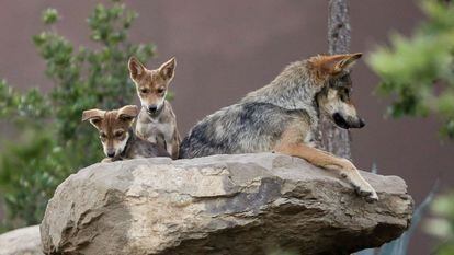 Two gray Mexican wolves next to their mother, photographed in Saltillo, Mexico, in 2020.